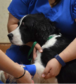 Pet Emergency Room | Cherokee Hospital for Animals